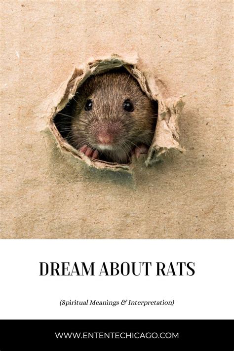The Symbolic Meaning of a Rat Jumping Out of a Box in Your Dream